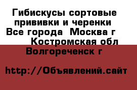 Гибискусы сортовые, прививки и черенки - Все города, Москва г.  »    . Костромская обл.,Волгореченск г.